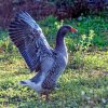 Gans nach dem Baden in der Pfütze