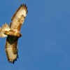 Bussard im Sonnenschein