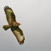 Bussard im Fluge