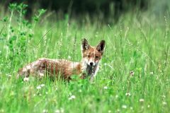 Junger Fuchs im Gras