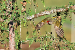 Grünspecht im Flug