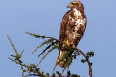 Bussard