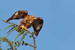 Bussard Startvorbereitung