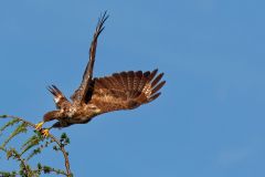 Bussard Abflug