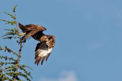 Bussard im Flug