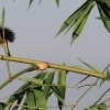 Java Sparrow