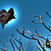 Bat flying away