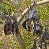 Bats relaxing