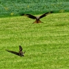 Abflug von Bussard mit Maus