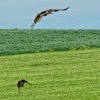 zwei Rotmilane vor Angriff auf Bussard