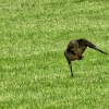 Bussard mit Maus