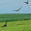 Bussard - Abflug erfolgreich mit Maus